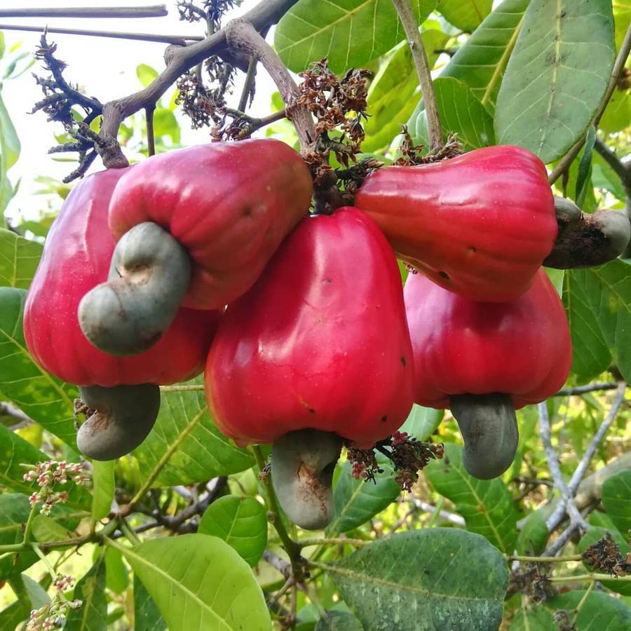 Cashew Nut Bungalow, Ko Mook Buitenkant foto